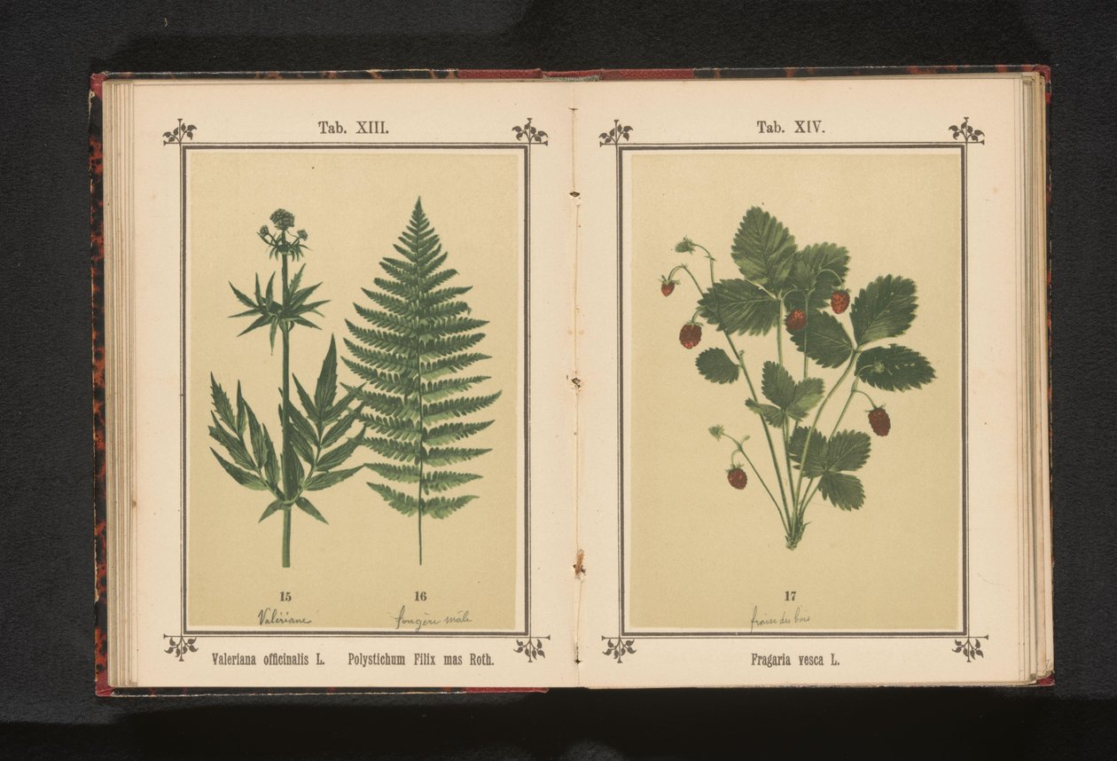 Bosaardbei Fragaria vesca L. (tittel på objekt) av Anonymous