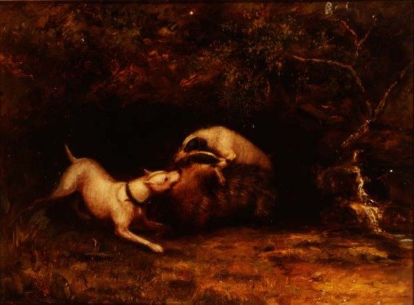Hunder som lokker en grevling, ca. 1870 av Anonymous