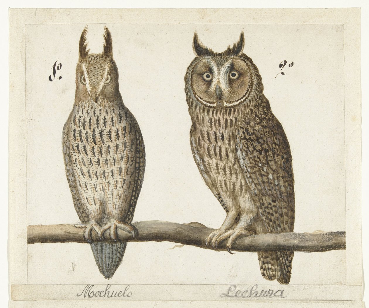 Lilleugle og Langøret ugle Mochuelo / Lechuza (tittel på objekt) Lombard-album (serietittel) av Anonymous