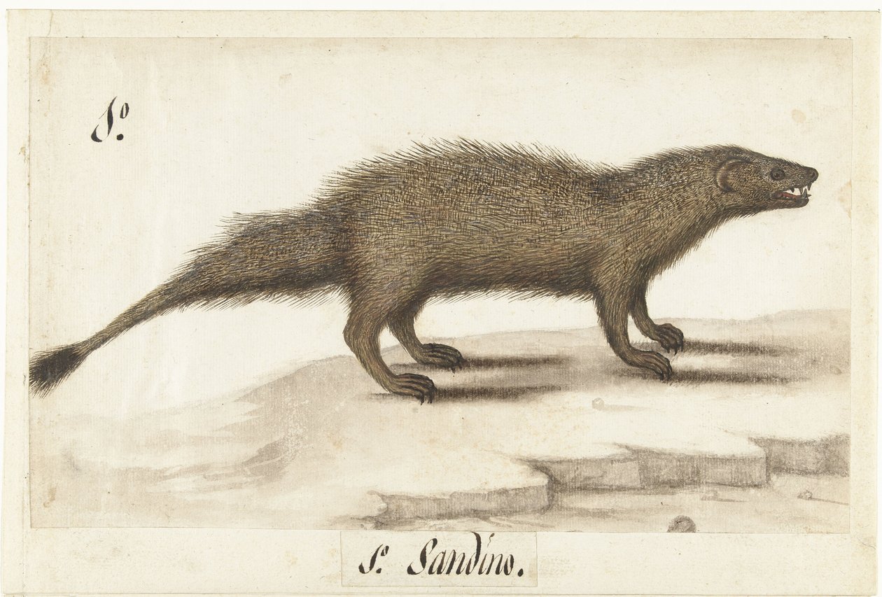 Egyptische ichneumon Herpestes ichneumon / Sandino / Egyptian Mongoose (tittel på objekt) Lombard album (serietittel) av Anonymous
