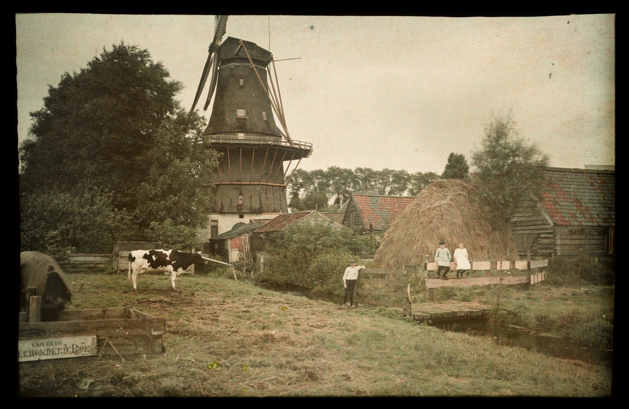Gårdsscene, med en vindmølle, bundet ku og poserende barn, Nederland av Anonymous