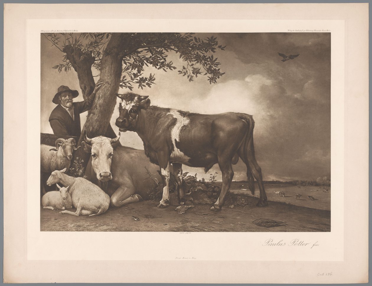 Fotoreproduksjon av maleriet Oksen av Paulus Potter, koll. Mauritshuis 1904 - Nei. 54. / Konigl. Museum i Haag (serietittel) av Anonymous