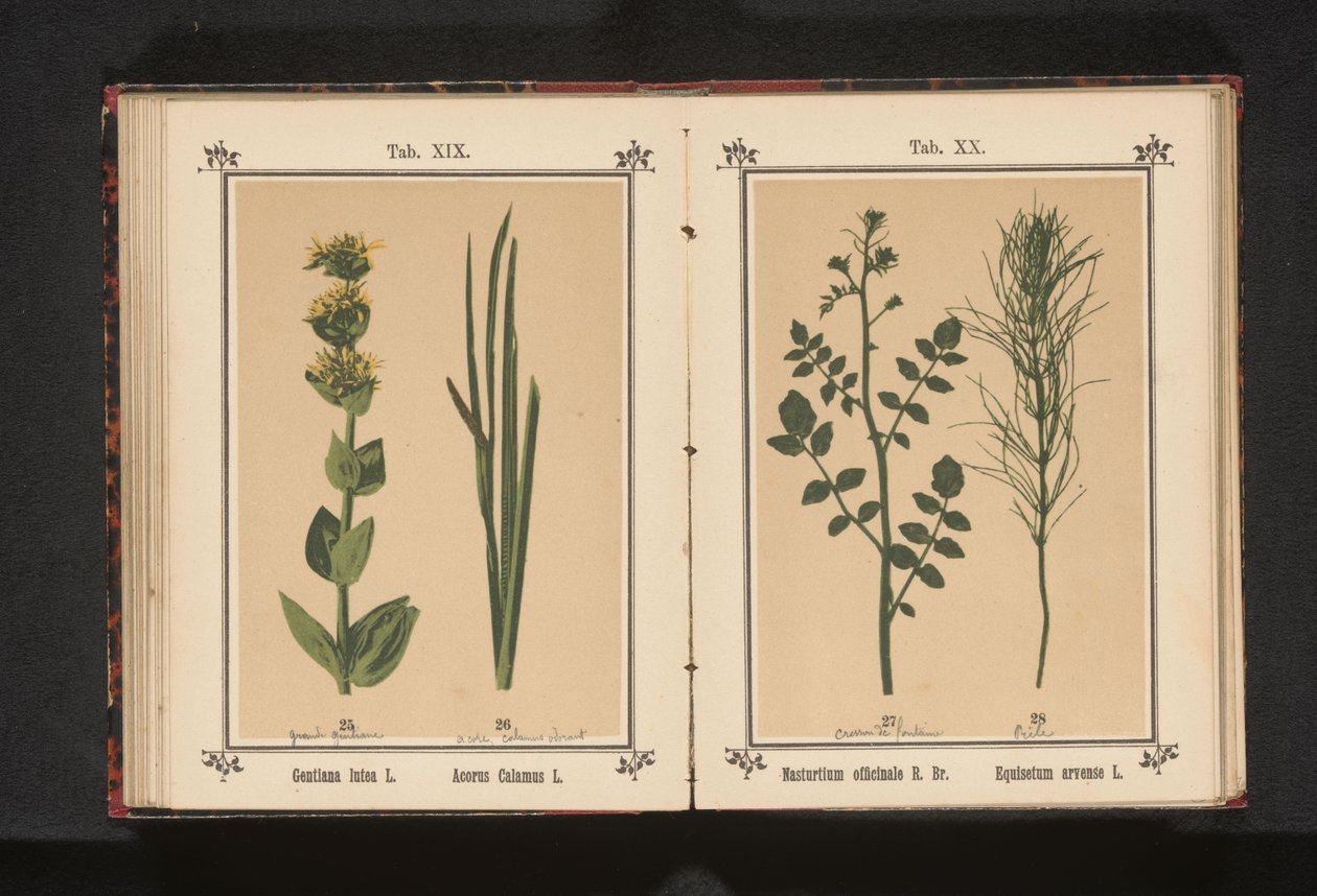 Gele gentiaan en kalmoes Gentiana lutea L. Acorus Calamus L. (tittel på objekt) av Anonymous