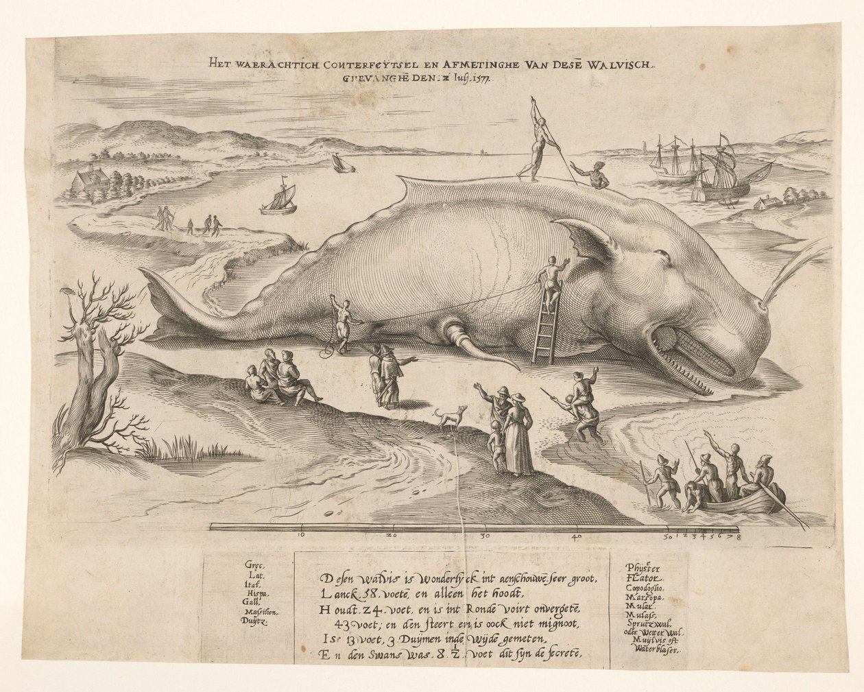 Strandet hval nær Antwerpen, 1577 Waerachtich conterfeytsel og størrelsen på denne[n] hvalen, ghevanghe[n] den 2. juli 1577 (tittel på objekt) av Anonymous