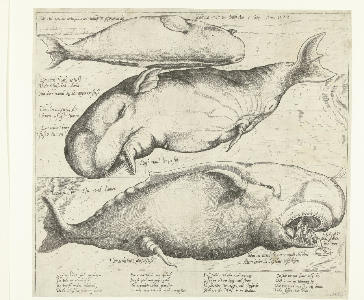 Strandet hval nær Antwerpen, 1577 True ung eigentliche contrafactur eines wallfisches gefangen in der scheldt nitt weit von Antorff Am 2. juli. Anno 1577 (tittel på objekt) av Anonymous