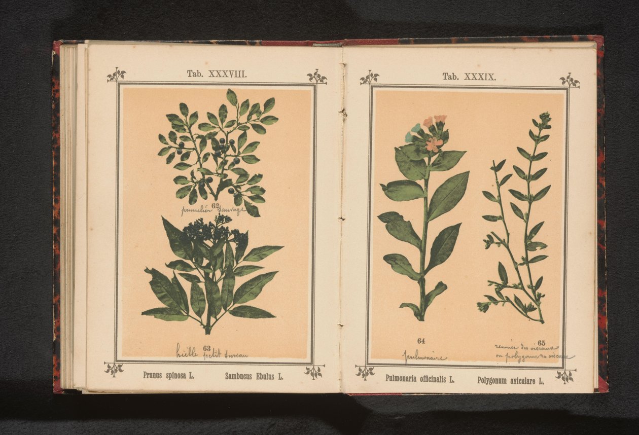 Flekk lungeurt og vanlig grisegress Pulmonaria officinalis L. Polygonum aviculare L. (tittel på objekt) av Anonymous