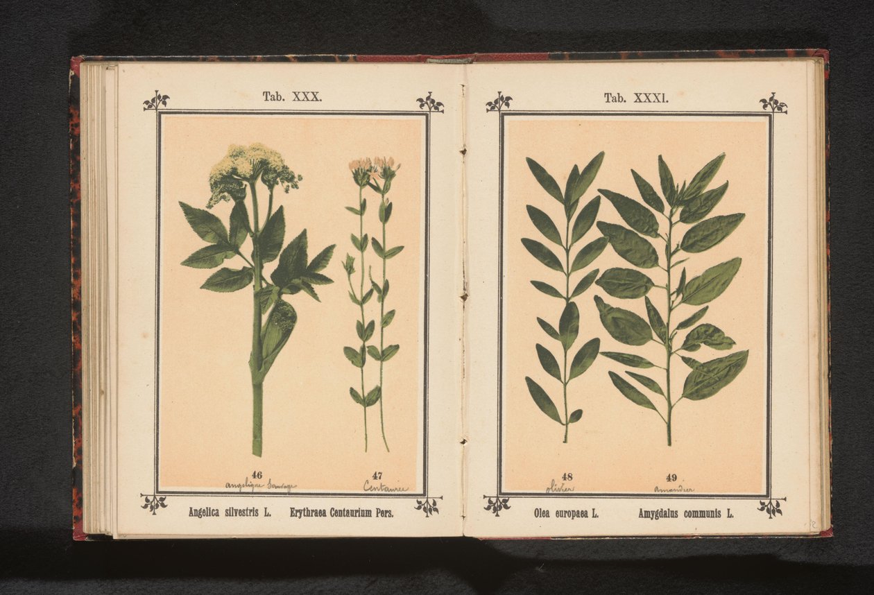 Vanlig angelica og ekte centaury Angelica silvestris L. Erythraea Centaurium Pers (tittel på objekt) av Anonymous