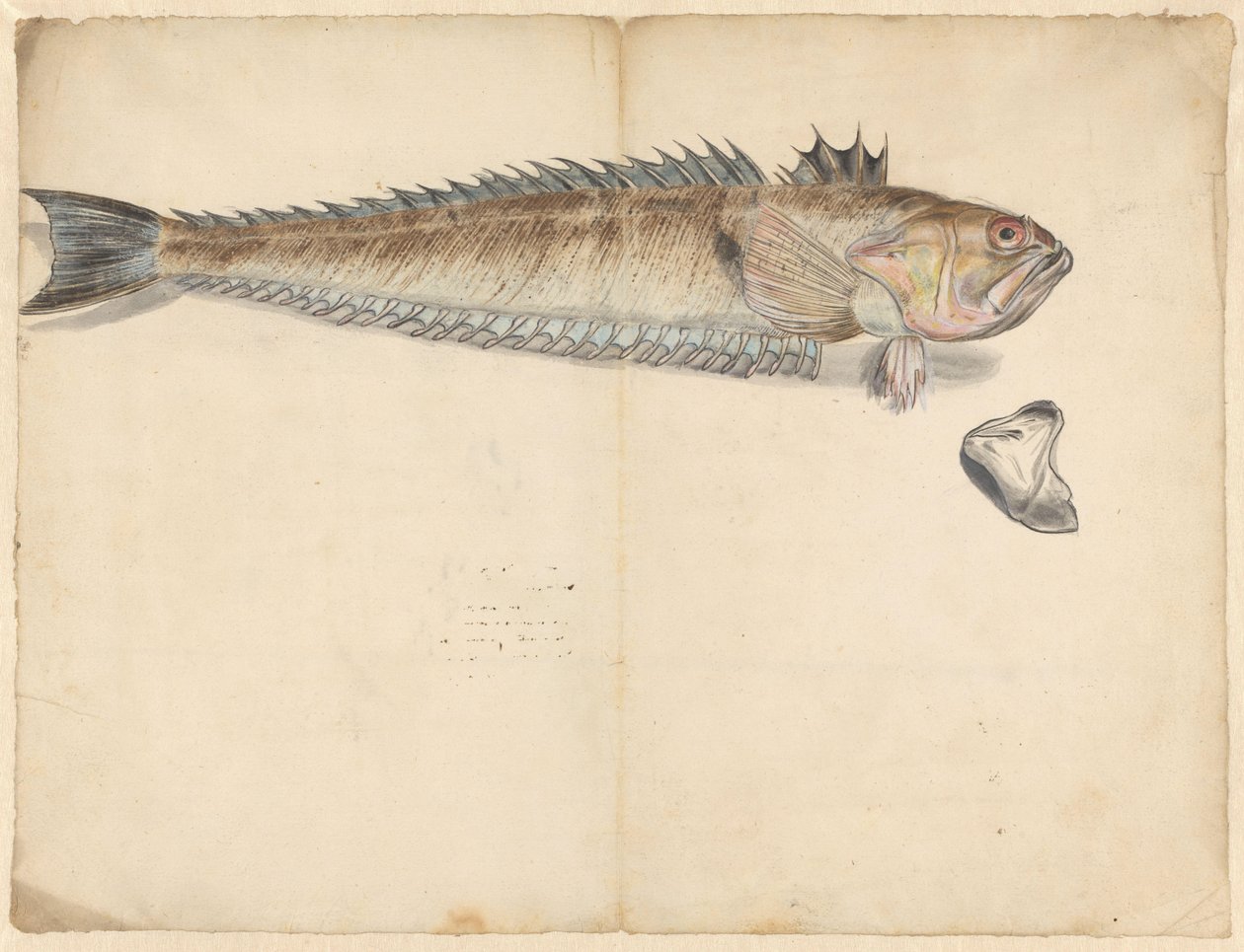 Større vever (Trachinus Draco) av Anonymous