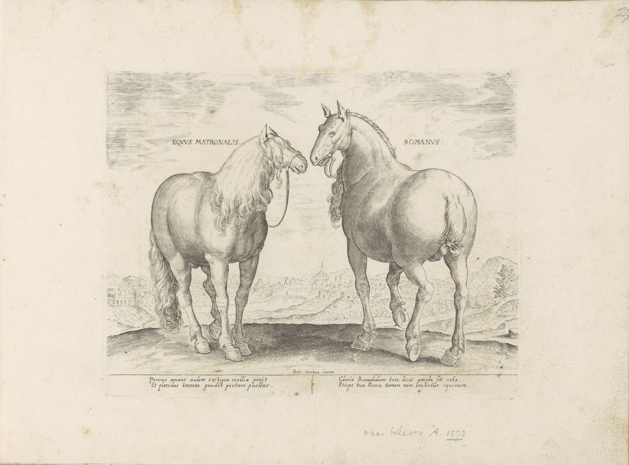 Hengst en merrie uit Roma Roman Matronal Horse (tittel på objekt) Paardenrassen uit de Koninklijke stallen van Don Juan van Oostenrijk (serietittel) Hesten, der alle slags adelsmenn: oppførselen til hester valgt fra forskjellige deler av verden skilles ut  av Anonymous