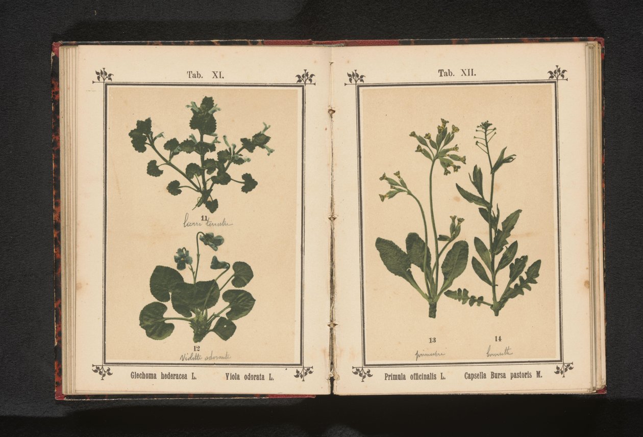 Hundetrav og en marsfiol Glechoma hederacea L. Viola odorata L. (tittel på objekt) av Anonymous