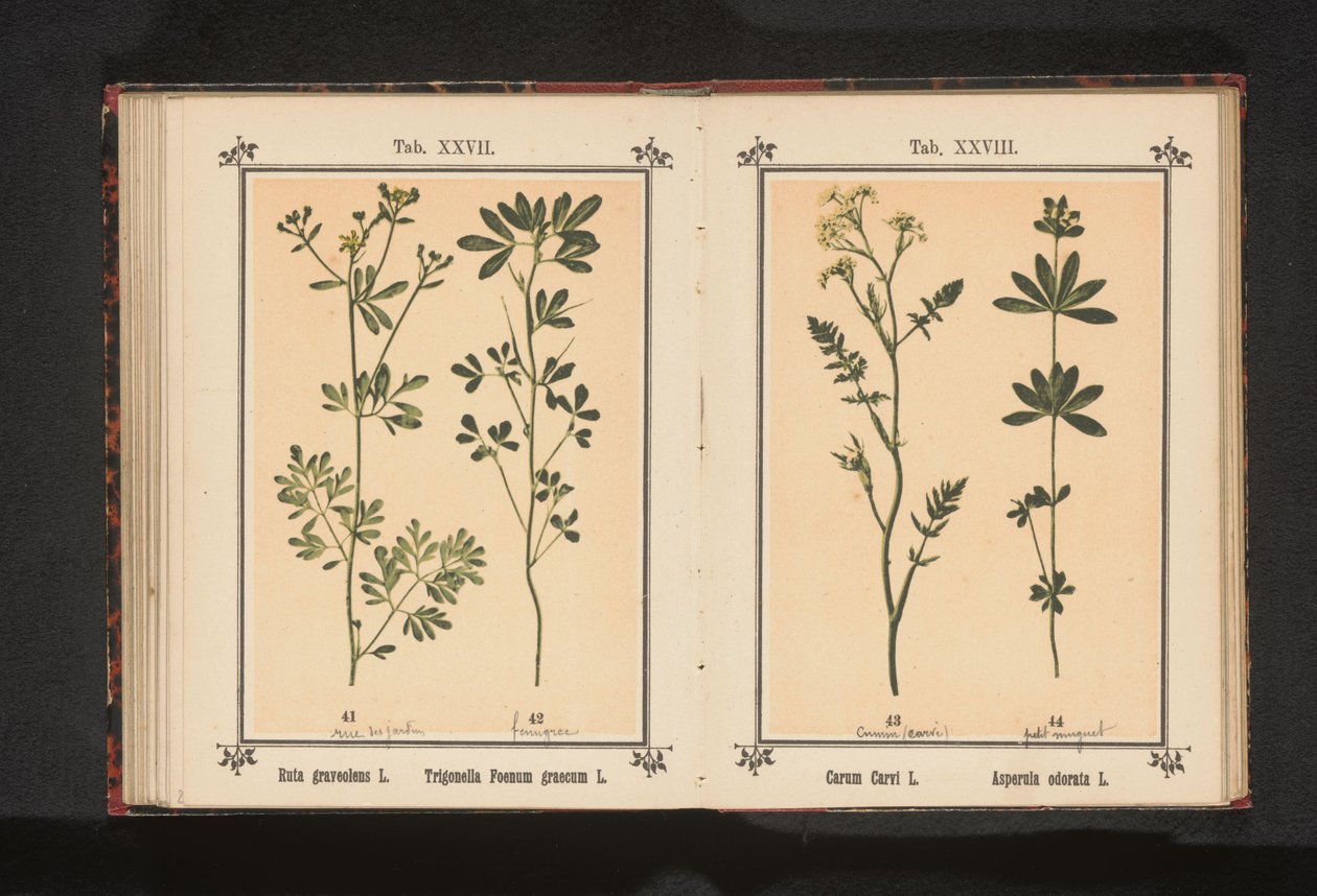 Karwij i lievevrouwebedstro Carum Carvi L. Asperula odorata L. (tittel på objekt) av Anonymous
