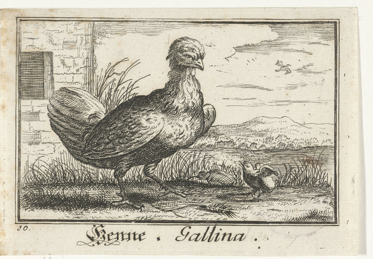 Kylling med kylling Henna, Gallina. (tittel på objekt) av Anonymous