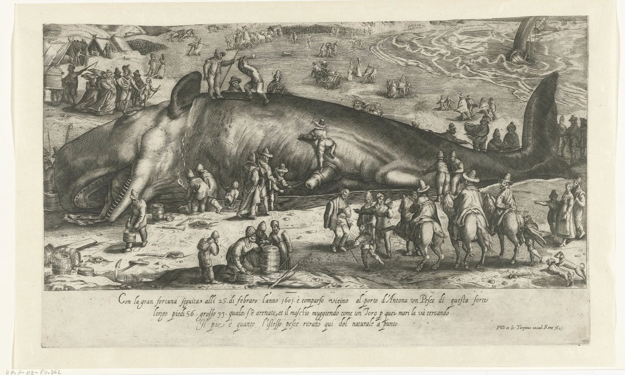 Kopi av strandhvalen ved Berckhey fra 1598 da hvalen sto ved Ancona i 1601 Riratto d
