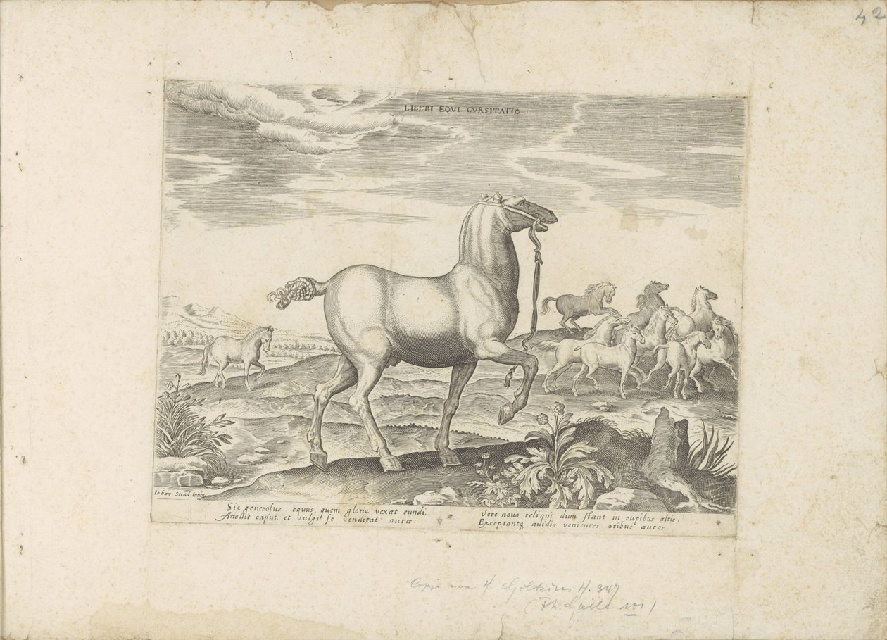 Kudde wilde paarden Hesteveddeløp for barn (tittel på objekt) Paardenrassen uit de Koninklijke stallen van Don Juan van Oostenrijk (serietittel) En hest, der alle slags adelsmenn: valgt fra forskjellige deler av verden kjennetegnet ved oppførselen til hest av Anonymous