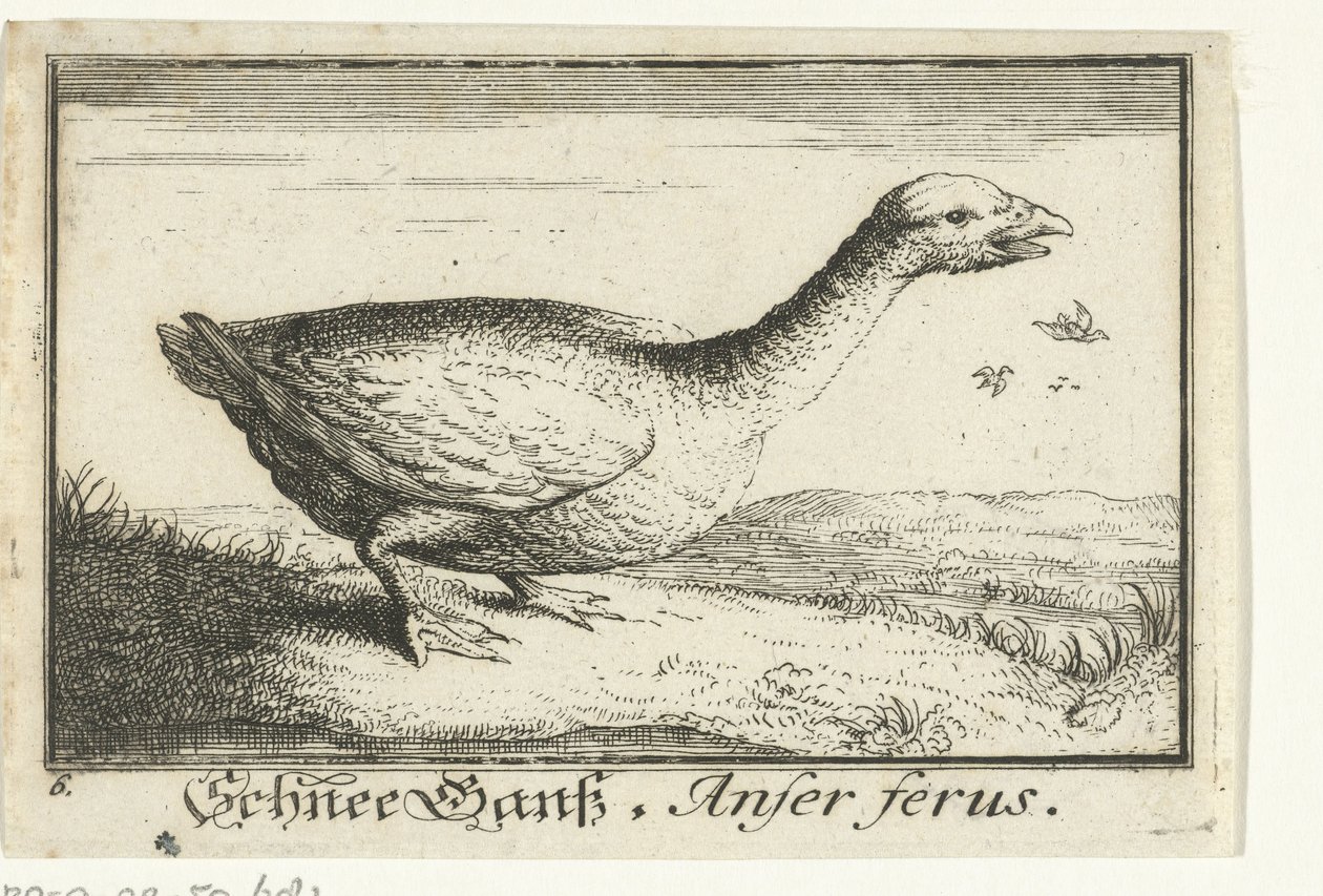 Landskap med villgås Schnee Gans, Anfer ferus. (tittel på objekt) av Anonymous