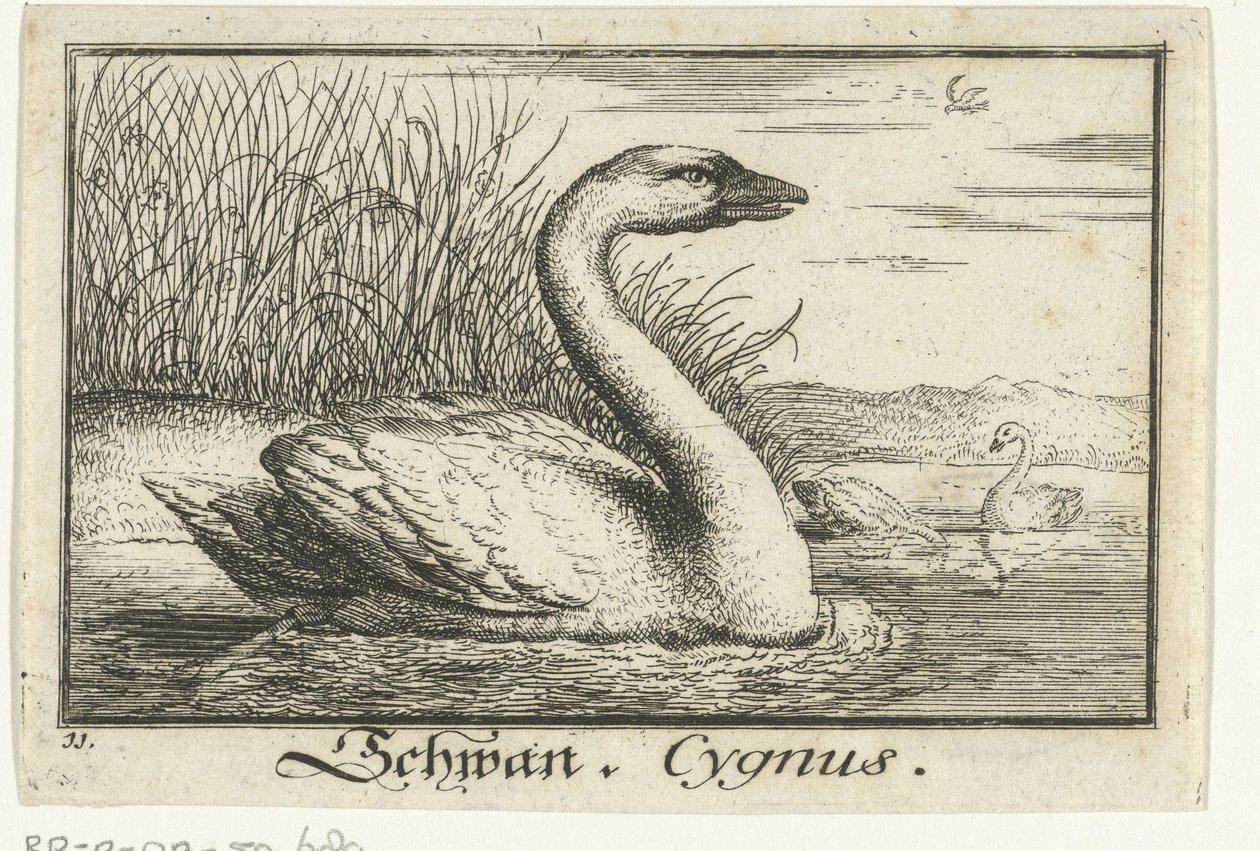 Landskap med svane Schwan, Cygnus. (tittel på objekt) av Anonymous