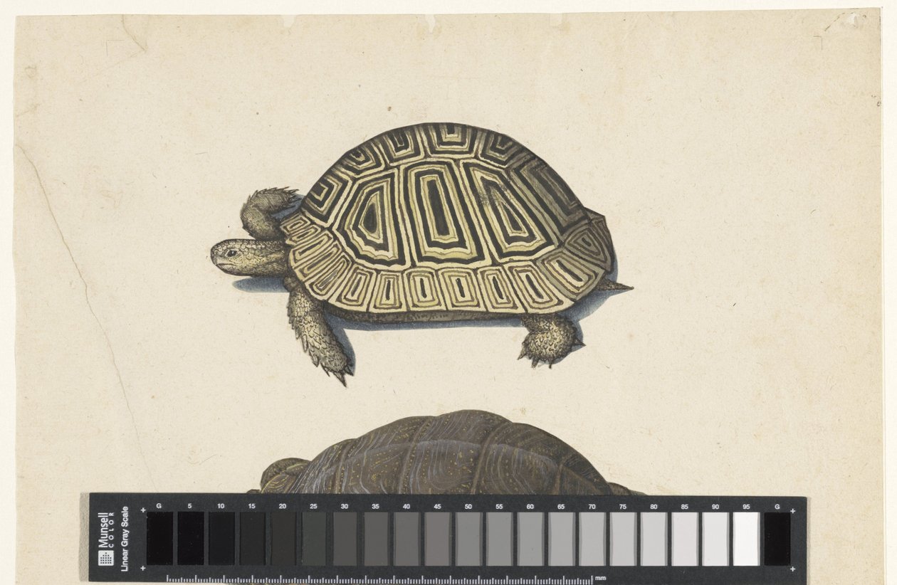 Landschildpad Lombard-album (serietittel) av Anonymous