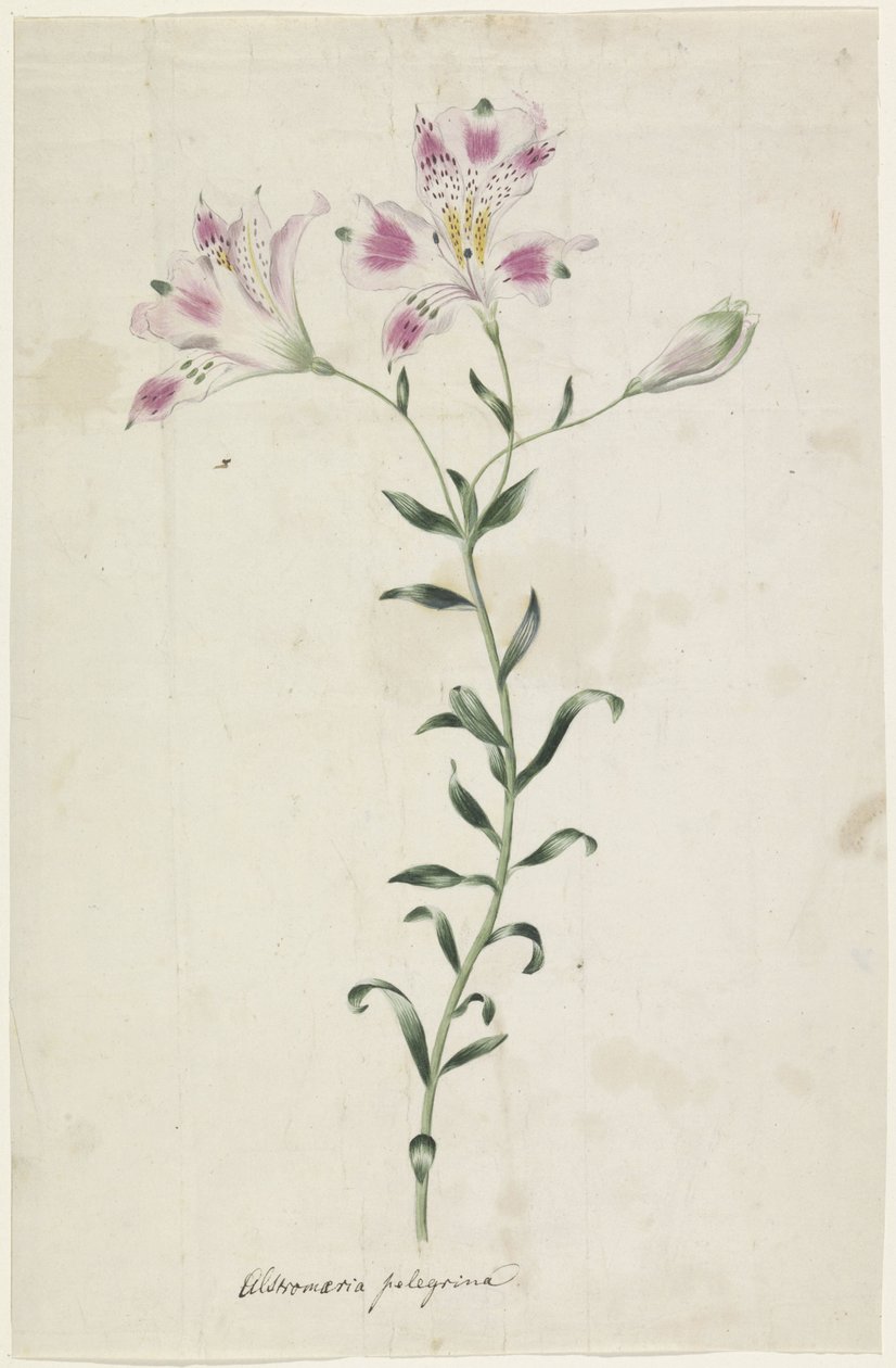Leslie (Alstroemeria Pellegrina) av Anonymous