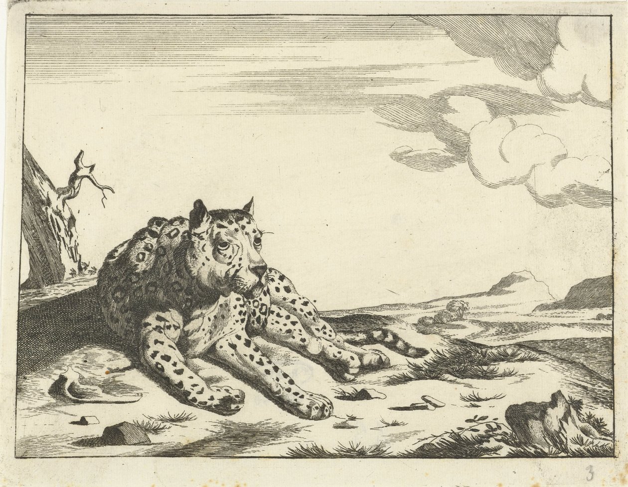 Liggende leopard, sett forfra, bena til høyre av Anonymous