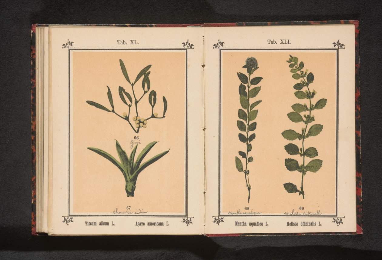 Misteltein og hundreårsaloe Viscum album L. Agave americana L. (tittel på objekt) av Anonymous