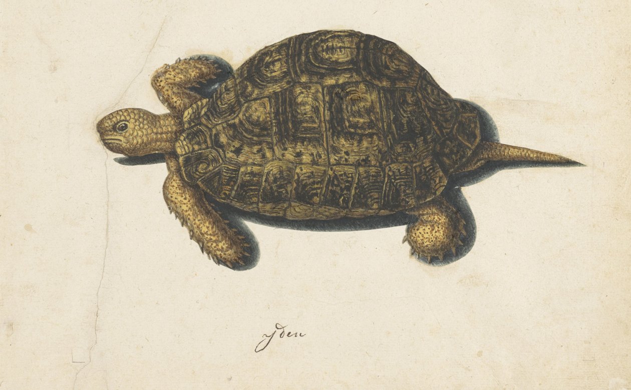 terrapin Lombard-album (serietittel) av Anonymous