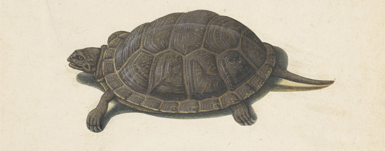 terrapin Lombard-album (serietittel) av Anonymous