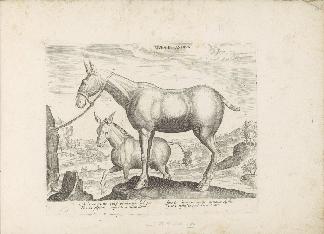 Mulezel og ezel Mule og esel (tittel på objekt) Paardenrassen uit de Koninklijke stallen van Don Juan van Oostenrijk (serietittel) Hesten, der alle slags adelsmenn: oppførselen til hester skilt fra forskjellige deler av verden valgt (...) (serietittel av Anonymous