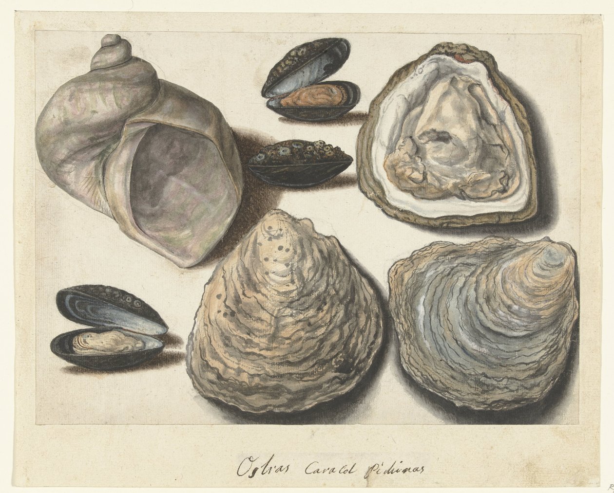 Østers, blåskjell og månehorn Ostras Caracol Pichinas (tittel på objekt) Lombard-album (serietittel) av Anonymous