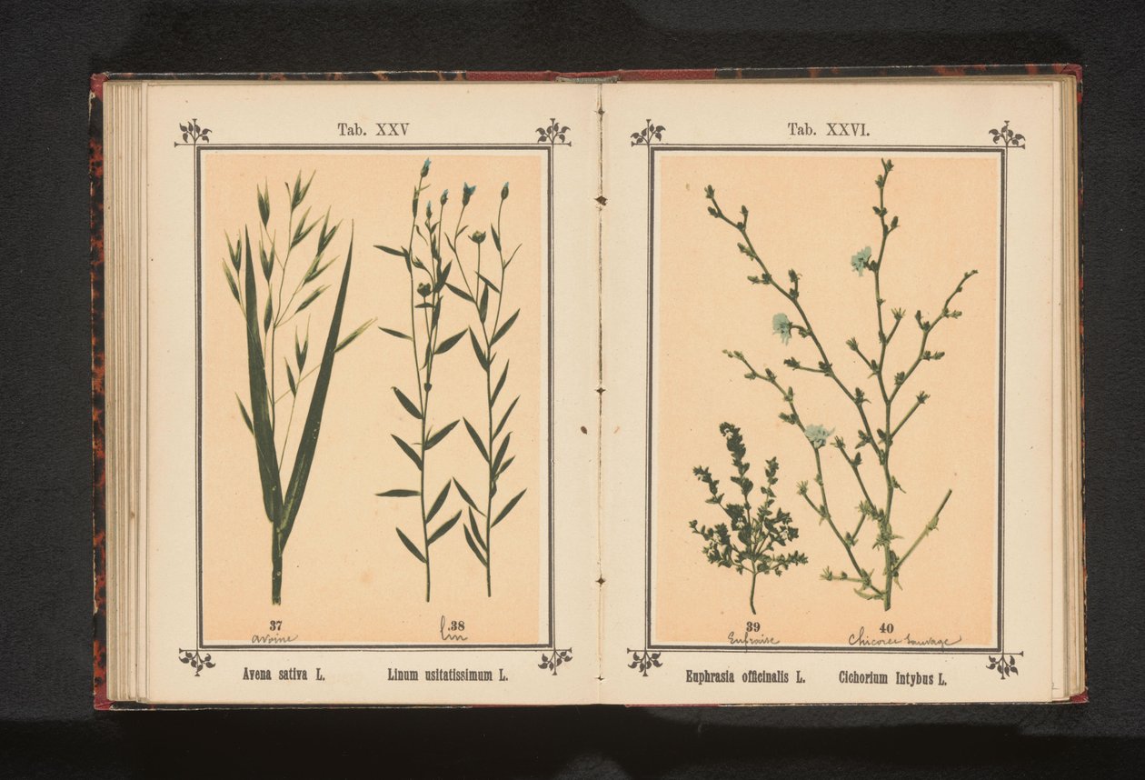 Øyetrøst og vill sikori Euphrasia officinalis L. Cichorium Intybus L. (tittel på objekt) av Anonymous