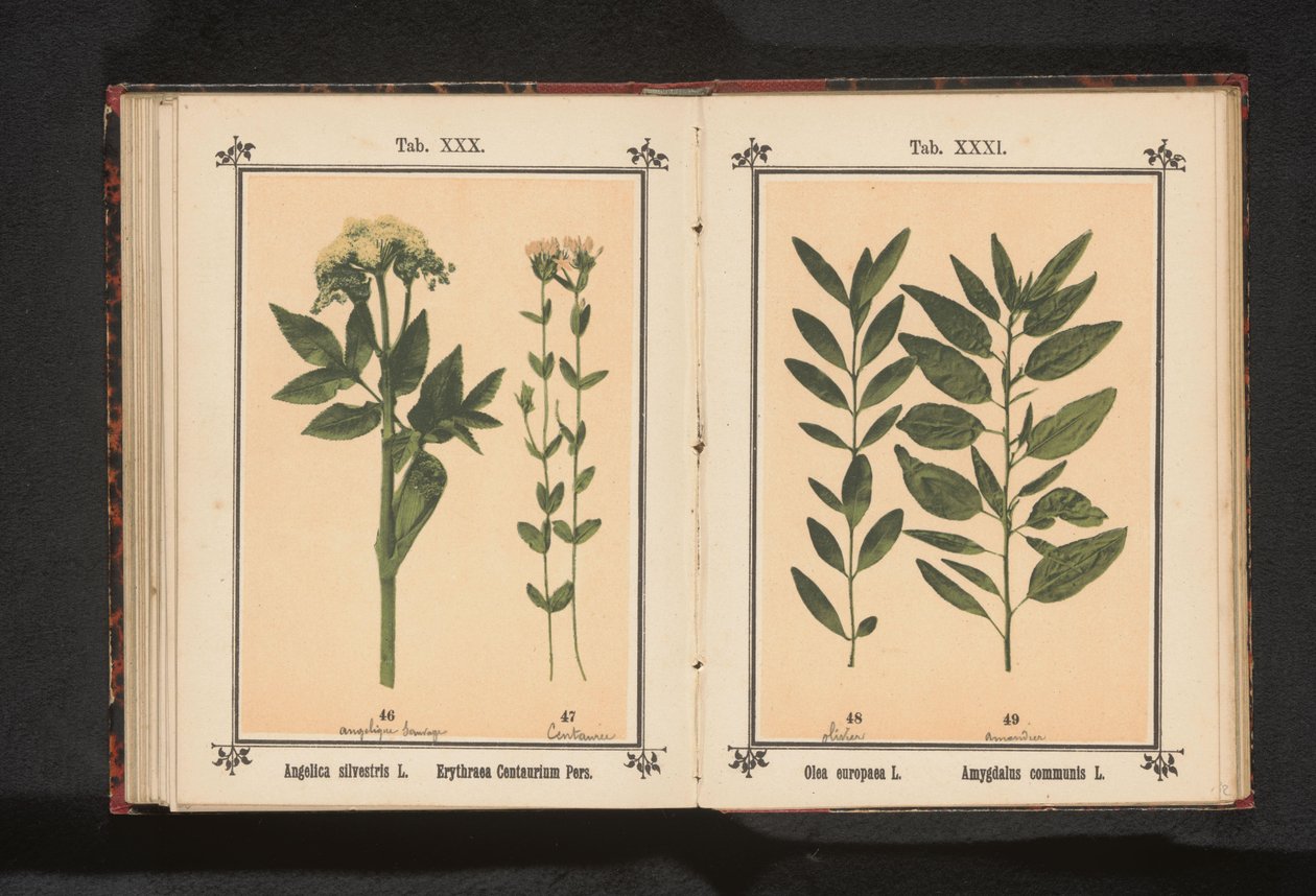 Olivengren og en mandelgren Olea europaea L. Amygdalus communis L. (tittel på objekt) av Anonymous