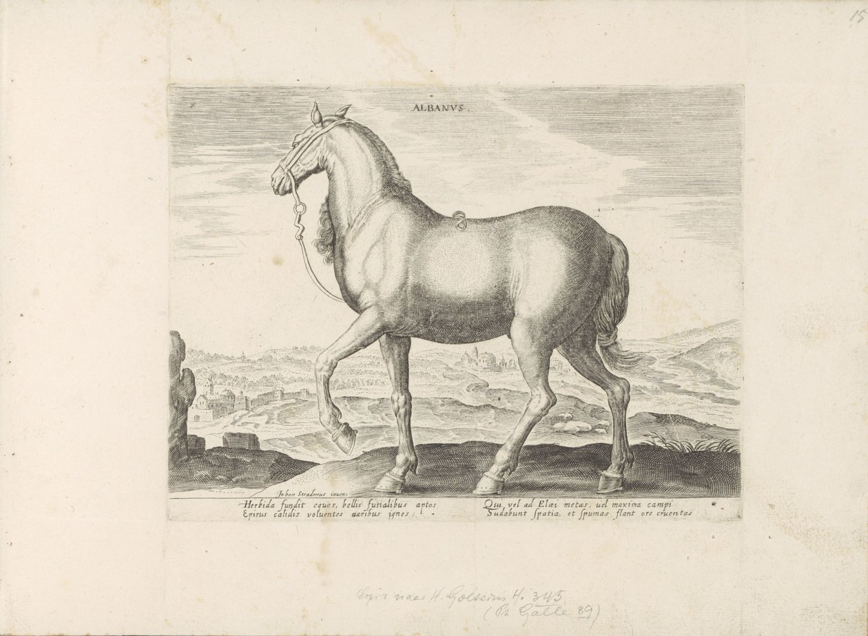 Paard uit Albanië Albanus (tittel på objekt) Paardenrassen uit de Koninklijke stallen van Don Juan van Oostenrijk (serietittel) Hesten, der alle slags adelsmenn: oppførselen til hester skilt fra forskjellige deler av verden valgt (...) (serietittel på obj av Anonymous