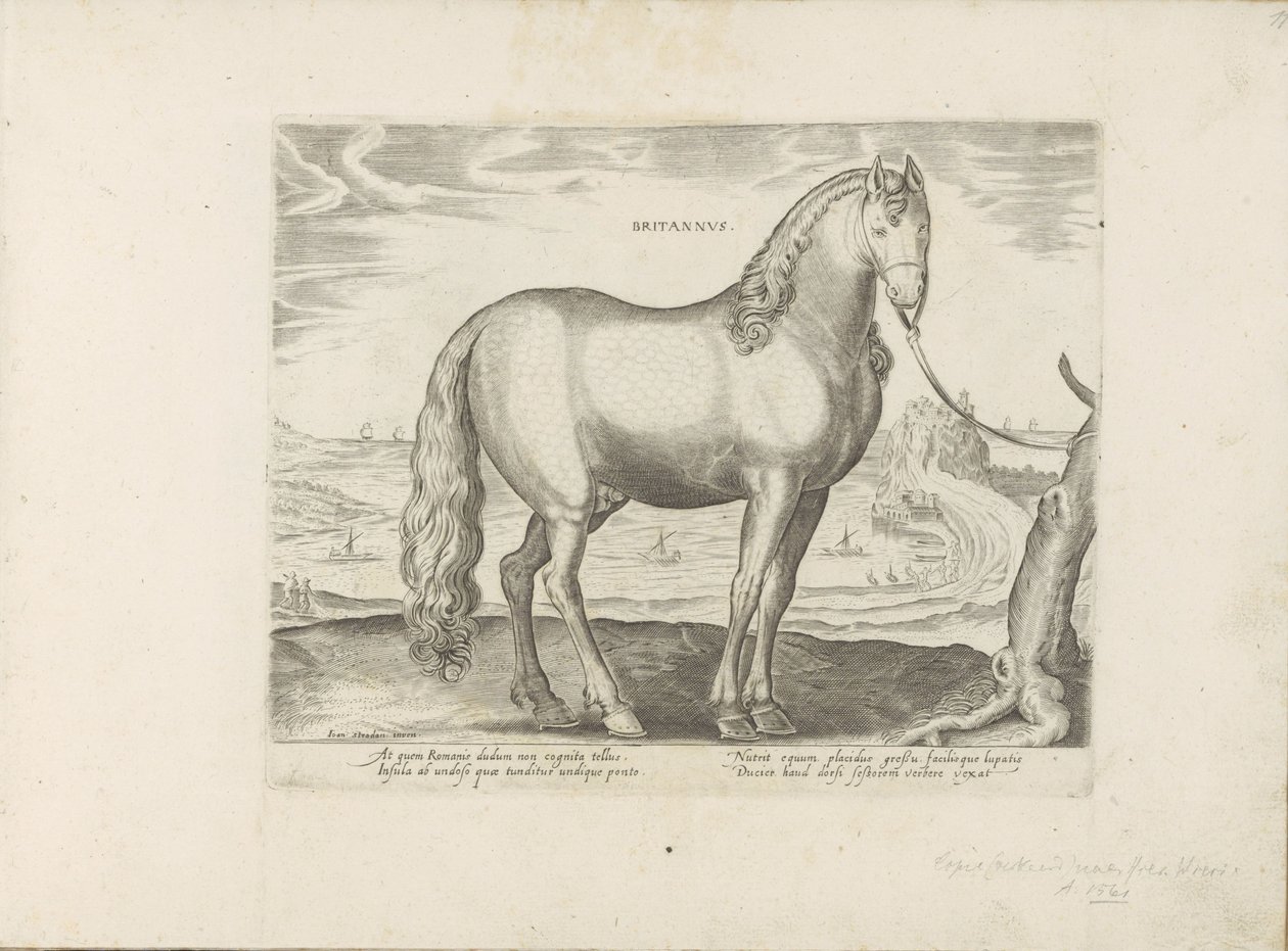 Paard uit Bretagne (Brittanus) Britannus (title on object) Paardenrassen uit de Koninklijke stallen van Don Juan van Oostenrijk (series title) Equile, in quo omnis generis generosissi: morum equorum ex varijs orbis partibus insignis delectus (...) (seri    av Anonymous