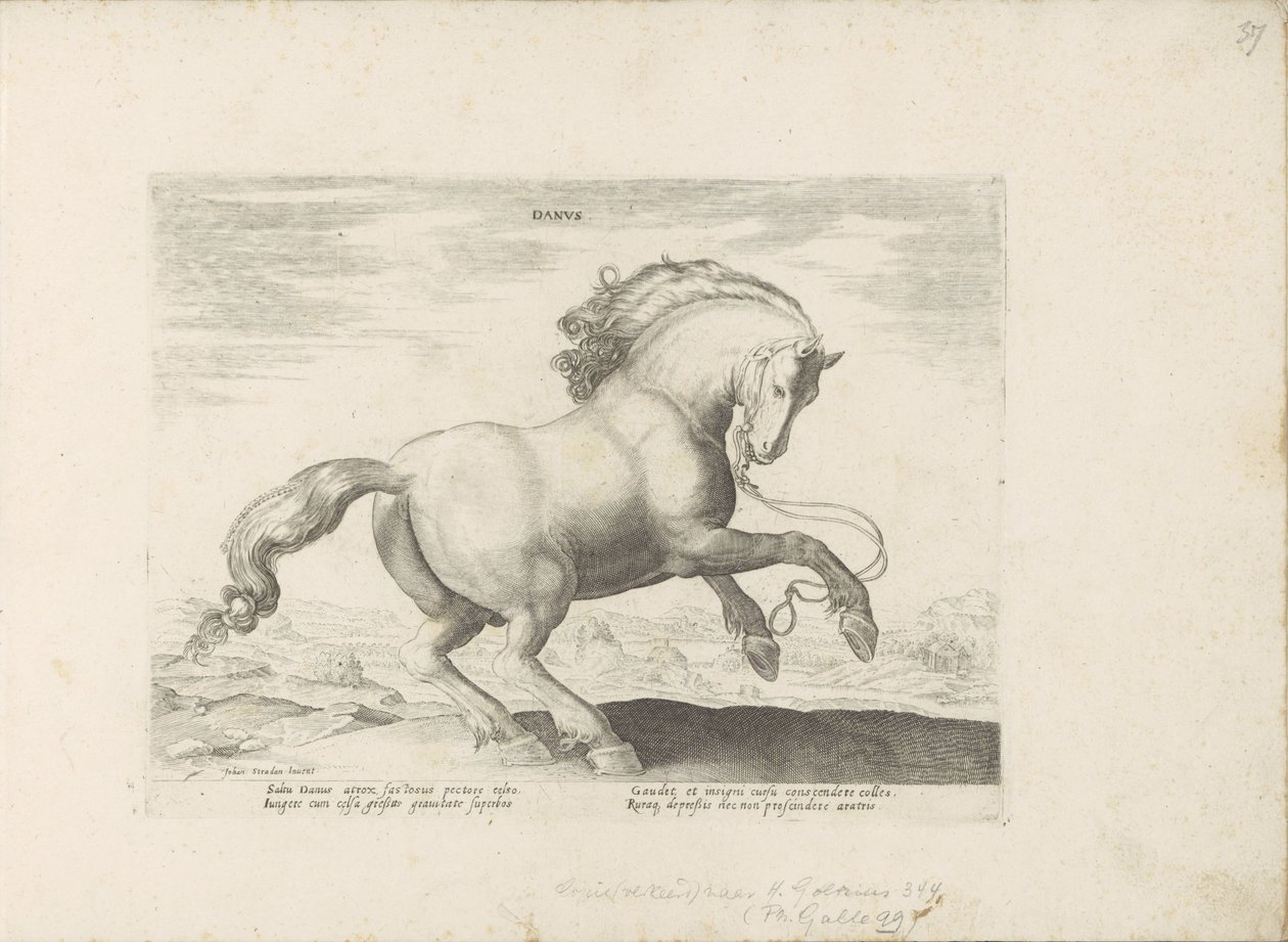 Paard uit Denemarken Danus (tittel på objekt) Paardenrassen uit de Koninklijke stallen van Don Juan van Oostenrijk (serietittel) Hesten, der hver rase er edel: oppførselen til hester valgt fra forskjellige deler av verden (...) ( serietittel på ob av Anonymous