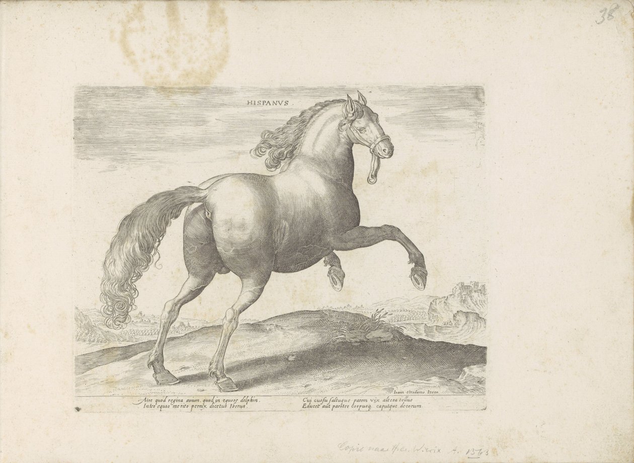 Paard ut Spania Spansk (tittel på objekt) Paardenrassen uit de Koninklijke stallen van Don Juan van Oostenrijk (serietittel) Hesten, der alle slags adelsmenn: oppførselen til hester skilt fra forskjellige deler av verden valgt (...) (serietittel på obj av Anonymous
