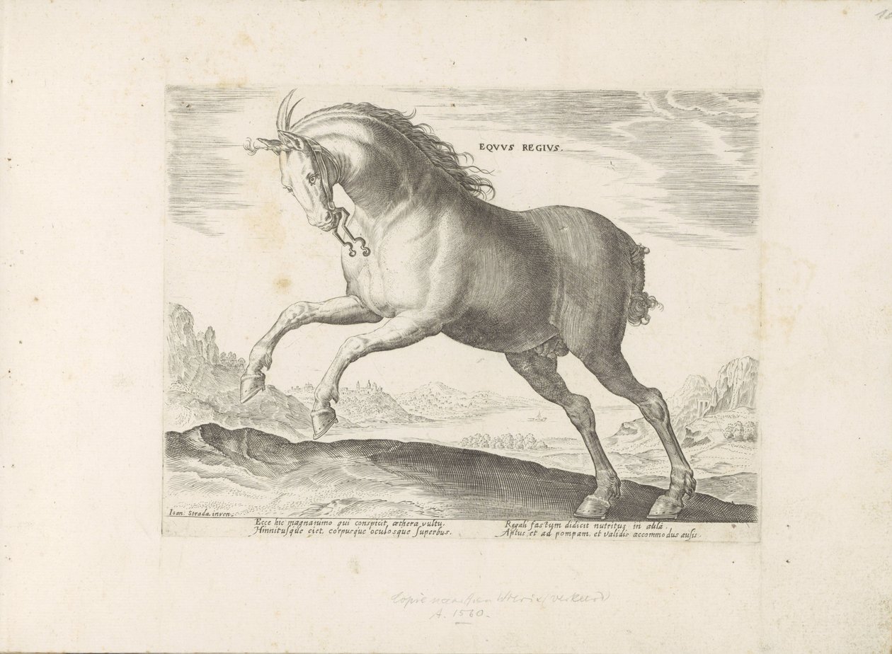 Paard van het ras Royal Horse (de Koninklijke) The Royal Horse (tittel på objekt) Paardenrassen uit de Koninklijke stallen van Don Juan van Oostenrijk (serietittel) En hest, der alle slags adelsmenn: kjennetegnet ved oppførselen til hester fra forskjellige av Anonymous