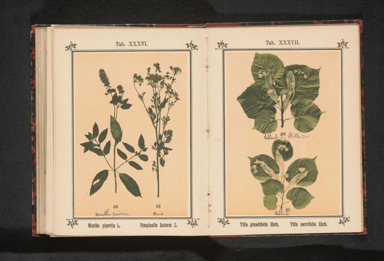 Peppermynte og anis Mentha piperita L. Pimpinella Anisum L. (tittel på objekt) av Anonymous