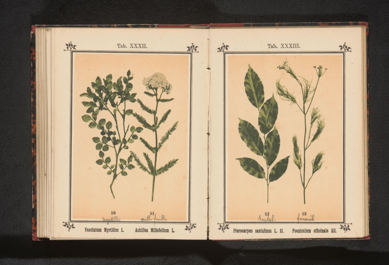 Rød sandeltre og fennikelurt Pterocarpus santalinus L. fil. Foeniculum officinale Al.. (tittel på objekt) av Anonymous