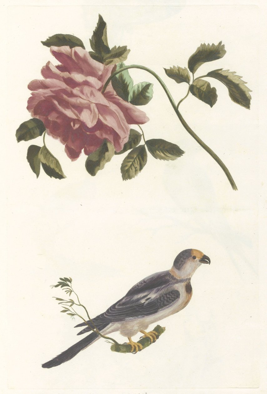 Rose og parakitt av Anonymous