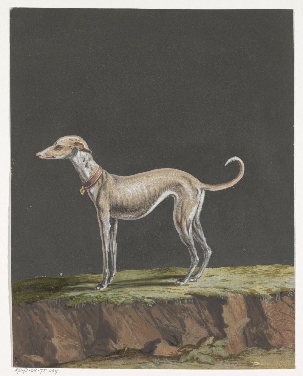 Stående greyhound til venstre av Anonymous