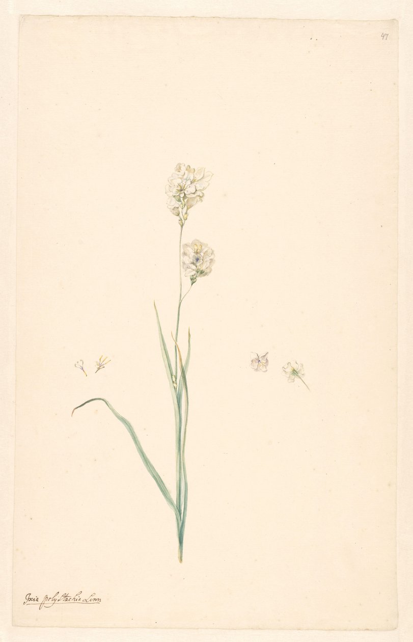 Gren av Ixia polystachya med pistil og blomsterdetaljer av Anonymous