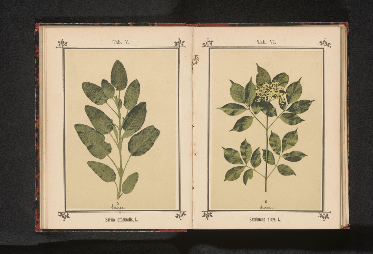 Gren av en ekte vismann Salvia officinalis. L. (tittel på objekt) av Anonymous