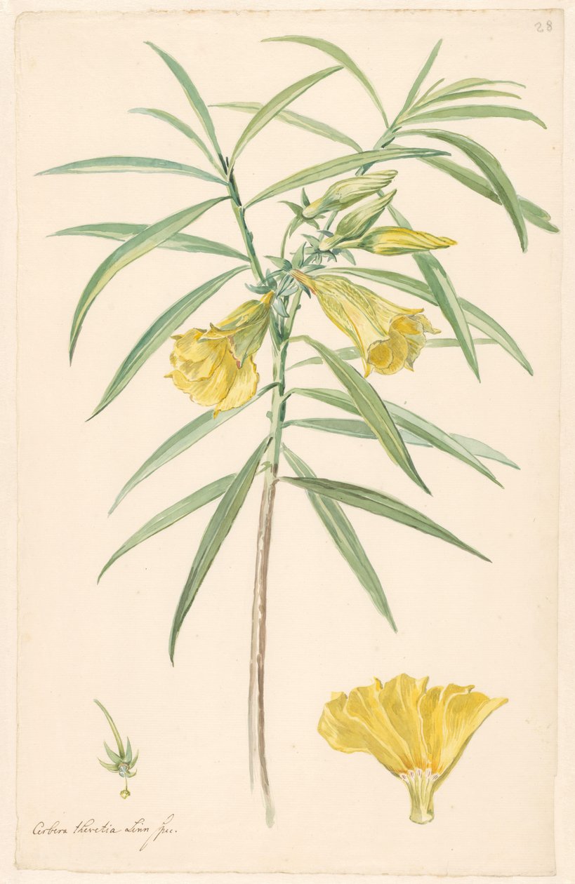 Gren av en gul blomst (slags lilje) med detaljer av pistill og blomst av Anonymous