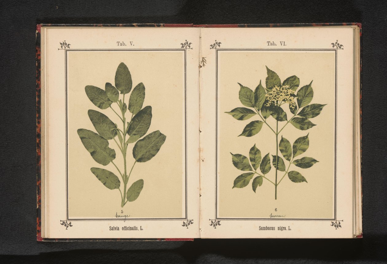 Gren av en vanlig eldste Sambucus nigra. L. (tittel på objekt) av Anonymous