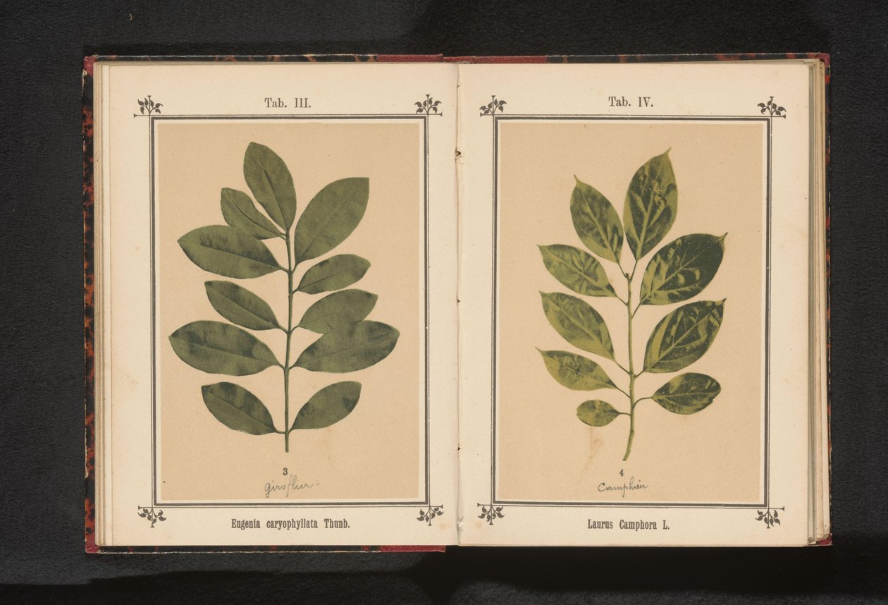 Gren av et nelliktre Eugenia caryophyllata Thunb. (tittel på objekt) av Anonymous