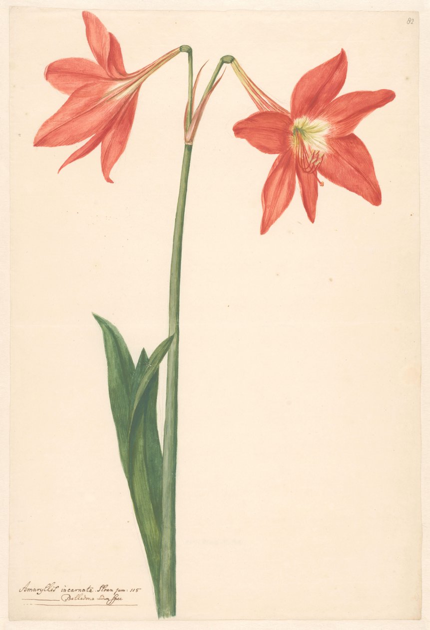 Takk van root amaryllis av Anonymous