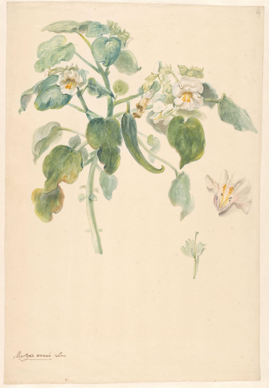 Hvit katteklo-gren med pistil og blomsterdetaljer av Anonymous