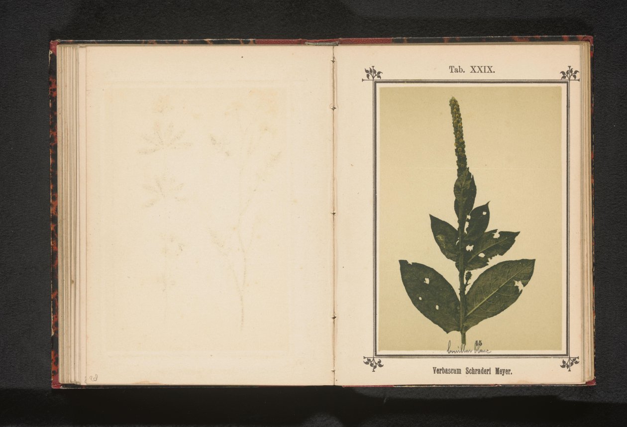 Toorts Verbascum Schraderi Meyer (tittel på objekt) av Anonymous