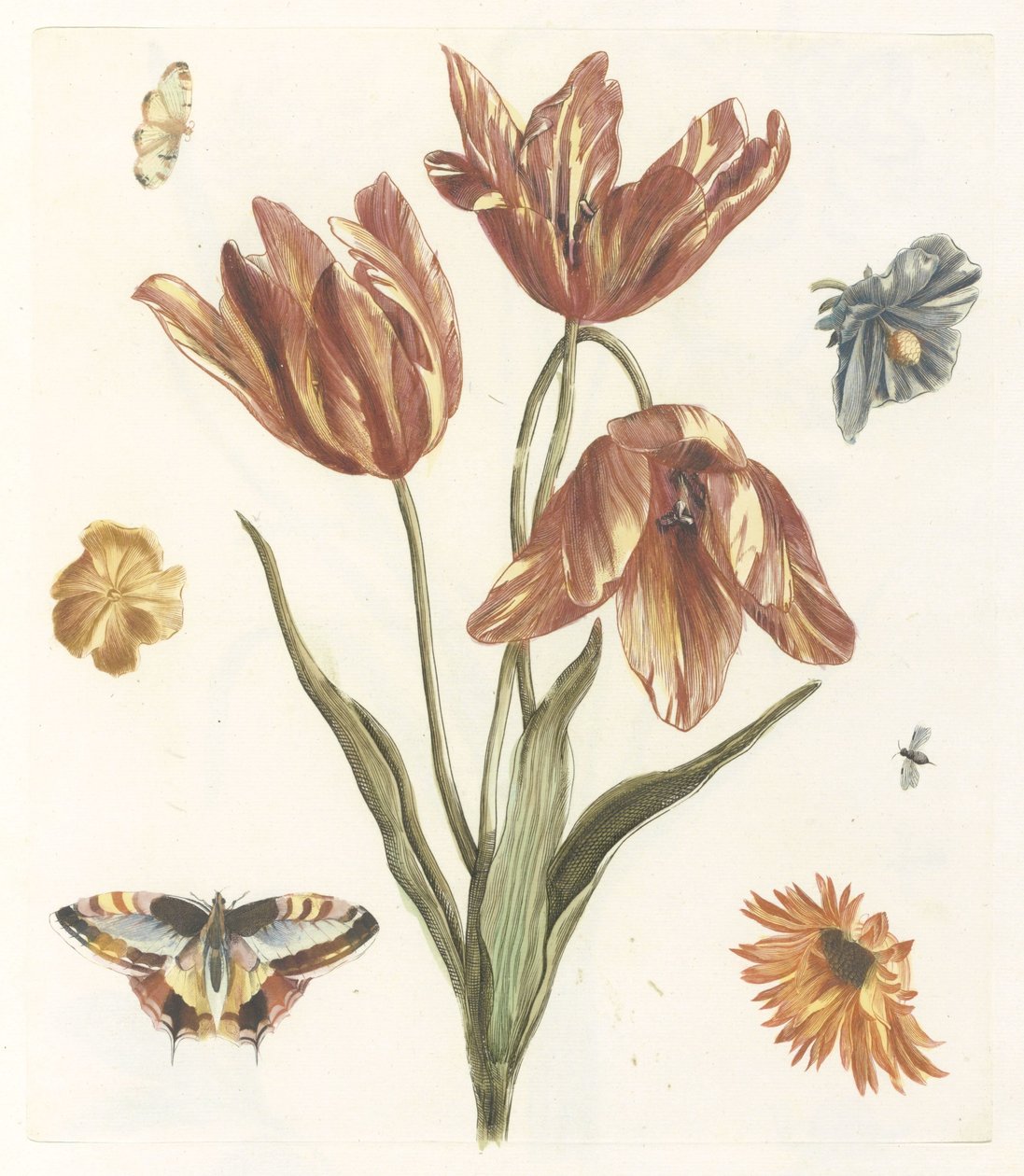 Tulipaner, andre blomster, sommerfugler og en flue av Anonymous