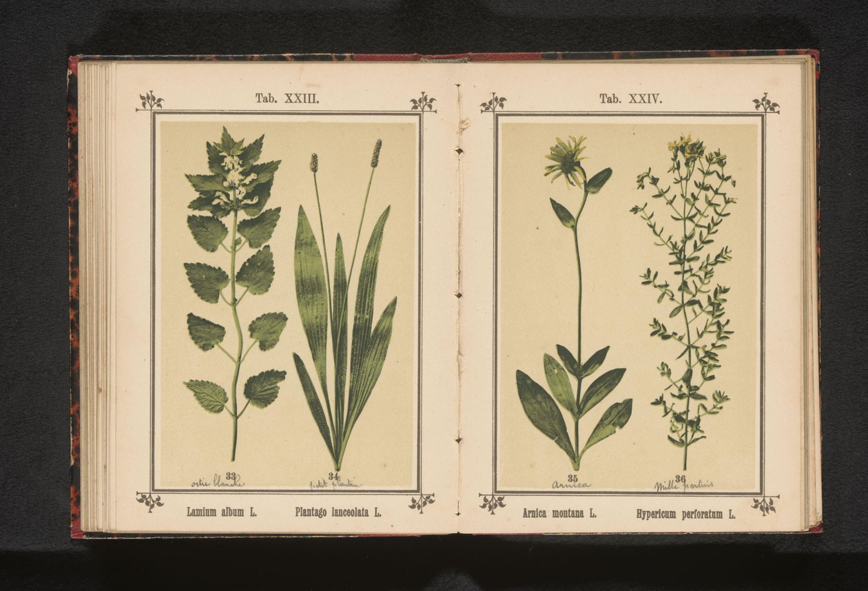 Arnica og johannesurt Arnica montana L. Hypericum perforatum L. (tittel på objekt) av Anonymous