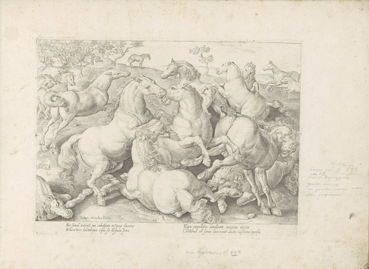 Vechtende paarden Hesten, der alle slags adelsmenn: oppførselen til hester skilt fra forskjellige deler av verden valgt (...) (serietittel på objekt) av Anonymous